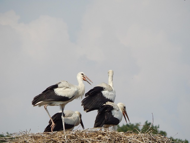 Free Storks Birds photo and picture