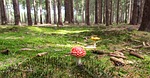 fly agaric, mushroom, forest