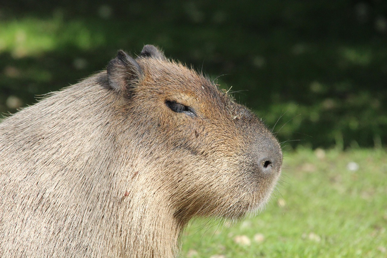 oltre-100-foto-capibara-natura-gratis-pixabay
