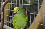parrot, macaw, bird