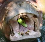 the hippo, kita, dental