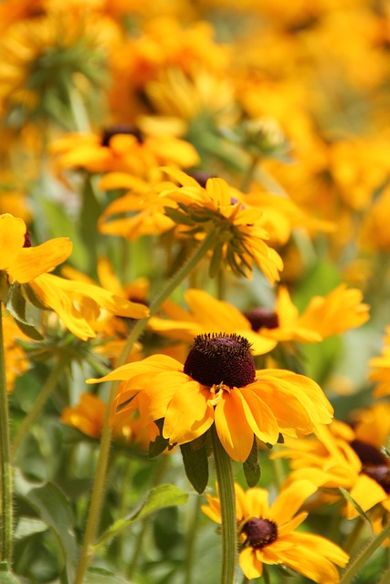 Flor, Prado De Verão, Natureza, Plantar