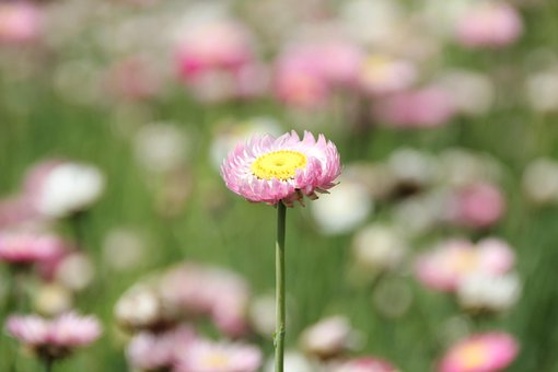 Flor, Prado, Natureza, Florescer