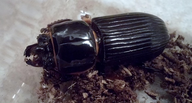 Free Beetle Beetles photo and picture