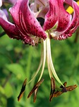 turk's cap lily, lilium martagon, turk's cap lily lily