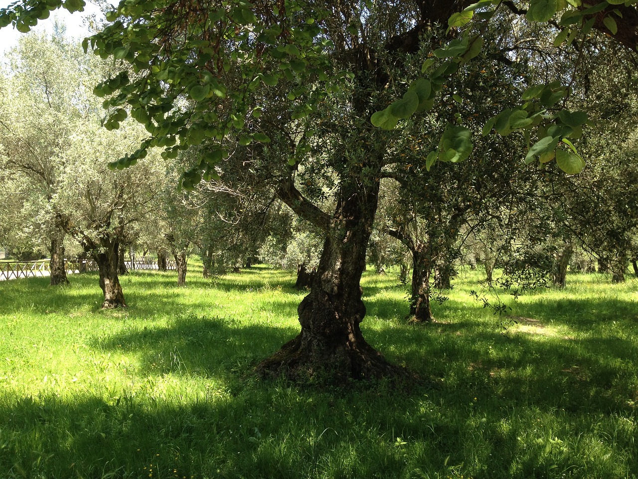 Los Olivos Árboles Verano · Foto gratis en Pixabay