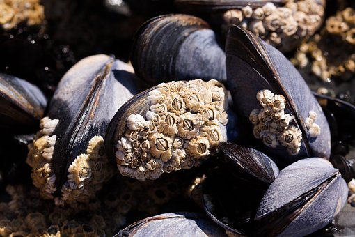 Mussels, Barnacles, Mytilus, Watt Area