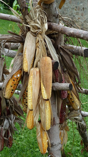 Free Corn Food photo and picture