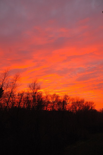 Free Sunset Trees photo and picture