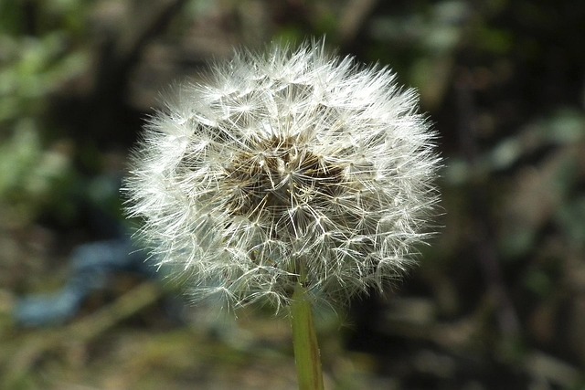 Free Dandelion Nature photo and picture