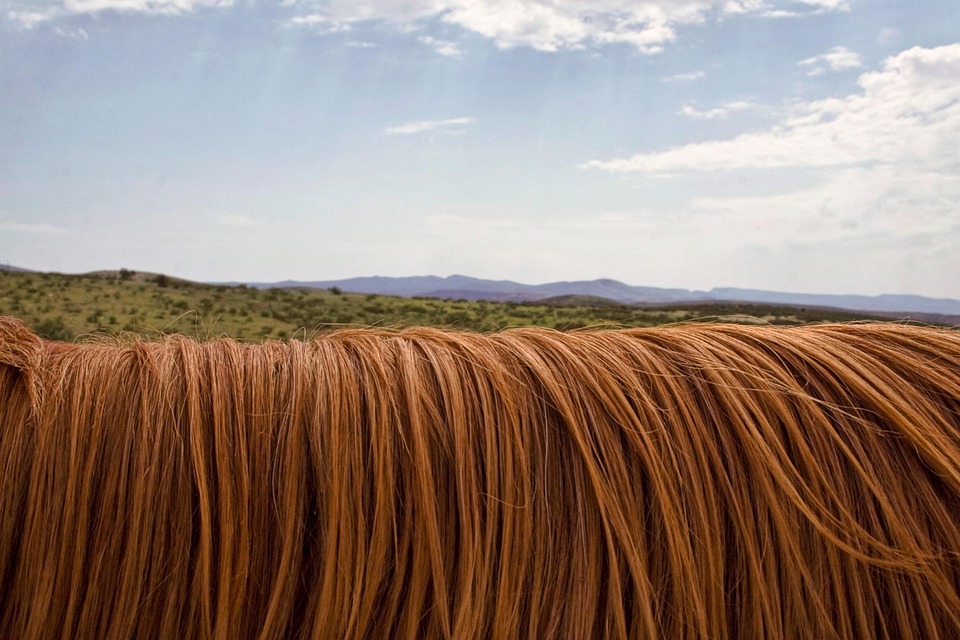 free-photo-horse-mane-animal-hair-horizon-free-image-on-pixabay