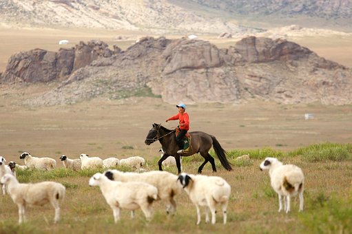 Mongolia, Caballo, Jinete, Niño