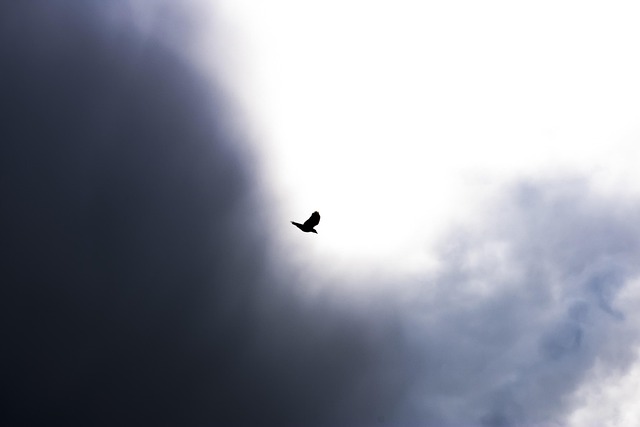 Free Bird Flying photo and picture