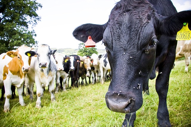 Free Cow Black photo and picture