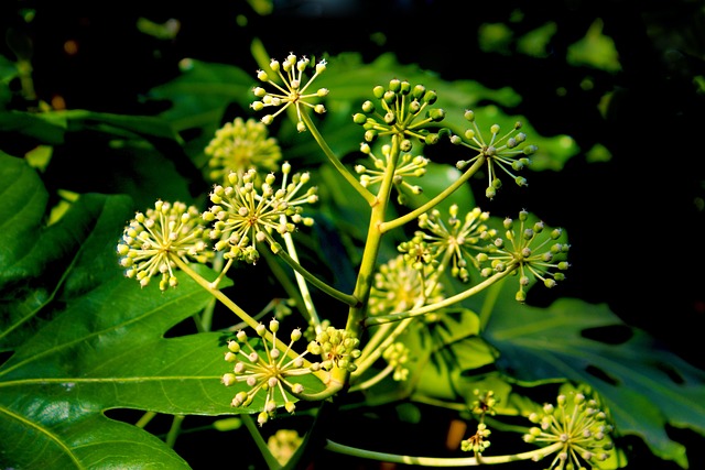 Free Plant Green photo and picture