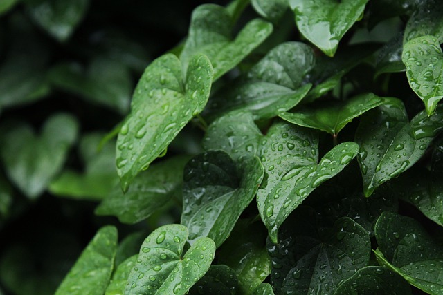 Free Rain Corner photo and picture