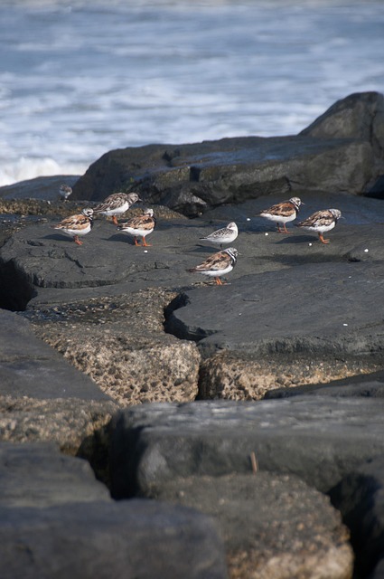 Ocean, Klipper, Fugle, Hav, Sommer