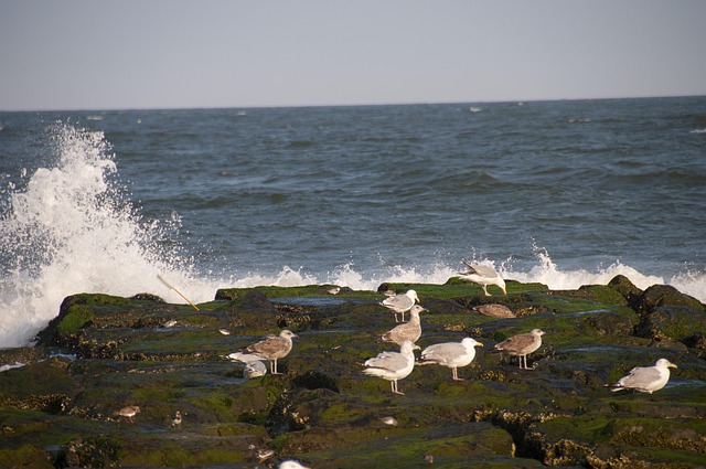 Ocean, Hav, Klipper, Fugle, Sommer