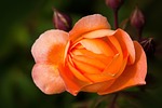 rose, rose family, rosaceae