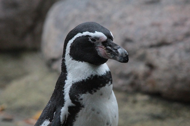 Free Humboldt Penguin Penguin photo and picture