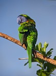 rainbow lorikeet, parrot, preening
