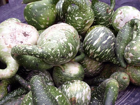 Free Pumpkins Fruit photo and picture
