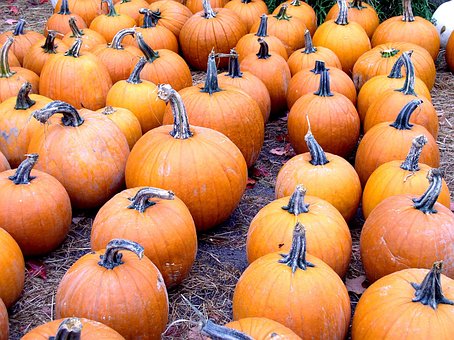 Free Pumpkins Nature photo and picture