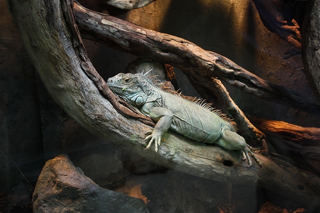 Free Iguana Claws photo and picture