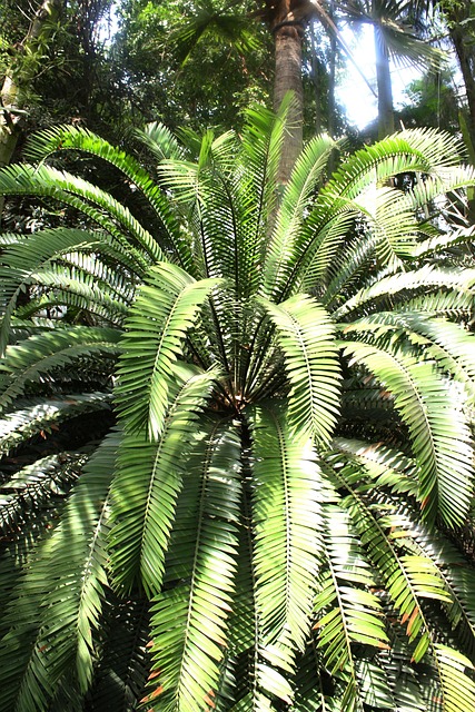 Free Palma Plant photo and picture
