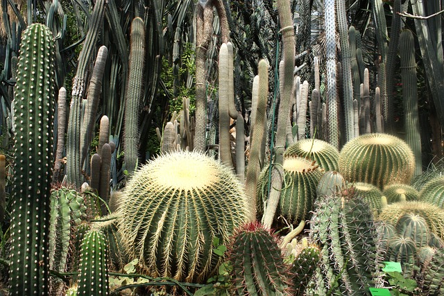 Free Cactus Desert photo and picture