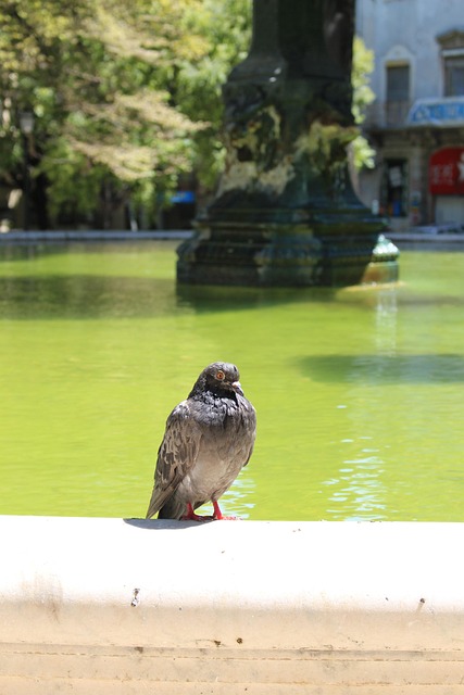 Taube, Vogel, Brunnen, Wasser, Aves