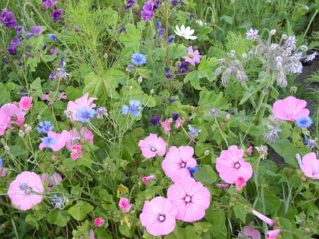 Free Flower Meadow Spring photo and picture