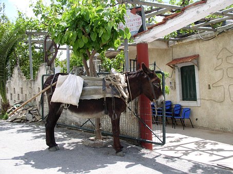 Free Donkey Pack Animal photo and picture