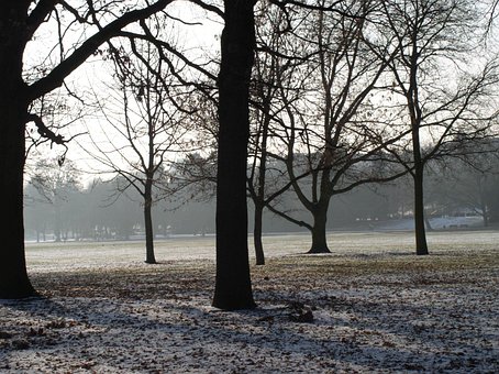 Free Trees Winter photo and picture