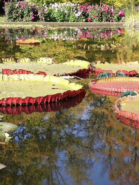 Free Water Lilies Pond photo and picture