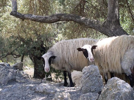 Free Sheep Animals photo and picture
