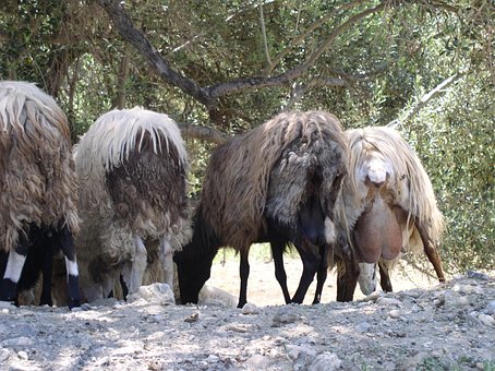 Free Sheep Animals photo and picture