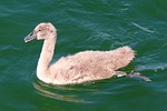lake, swan, young swan