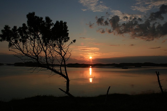 Free Sunset Tree photo and picture