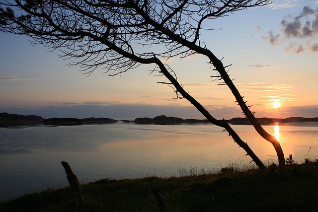 Free Tree Sunset photo and picture