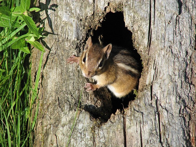 Free Chipmunk Tree photo and picture