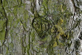 free photo knothole log gnarled tree bark free image free photo knothole log gnarled tree bark free image