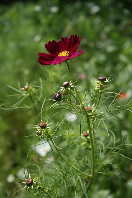 Free Cosmos Red photo and picture