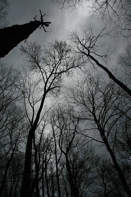 Free Trees Winter photo and picture
