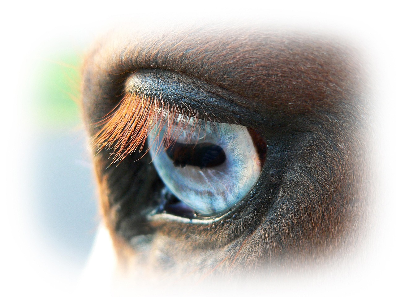 horse-422111_1280.jpg