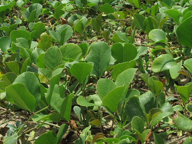 Free Water Plants Leaves photo and picture