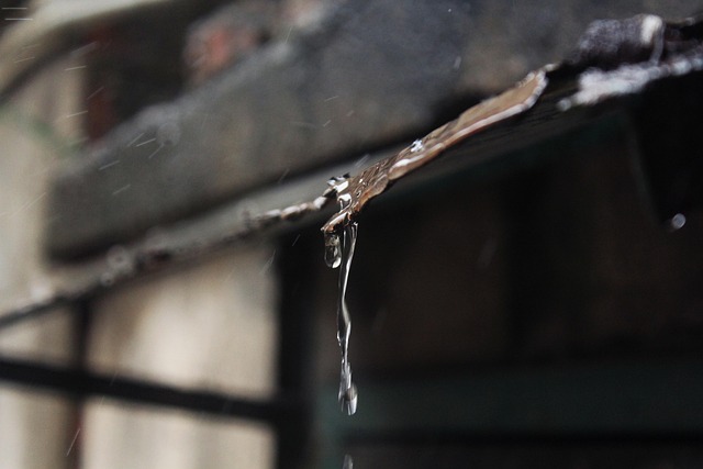 Free Rain Rainwater photo and picture