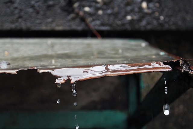 Free Rain Rainwater photo and picture