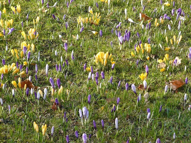 Free Crocuses Beautiful Flowers photo and picture