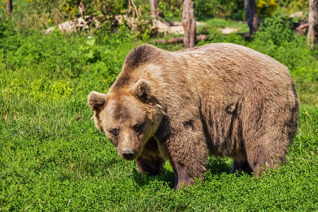 Plus De 20 000 Images De L Ours Brun Et De Ours Pixabay Plus De 20 000 Images De L Ours Brun Et De Ours Pixabay